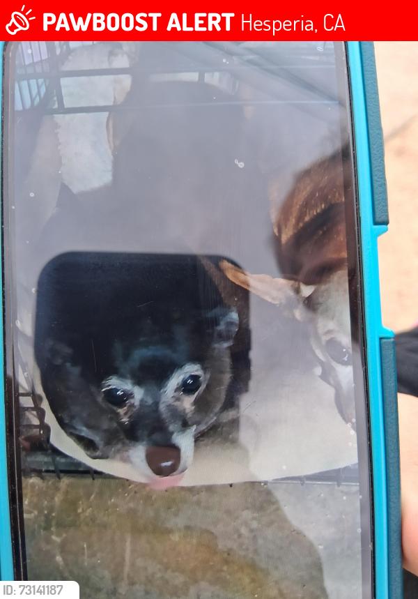 Lost Female Dog last seen Choiceana Ave &Main St, Hesperia, CA 92345