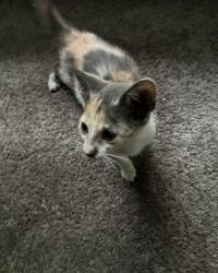 Found/Stray Female Cat last seen Near Lowe’s, Rock Hill, SC 29730