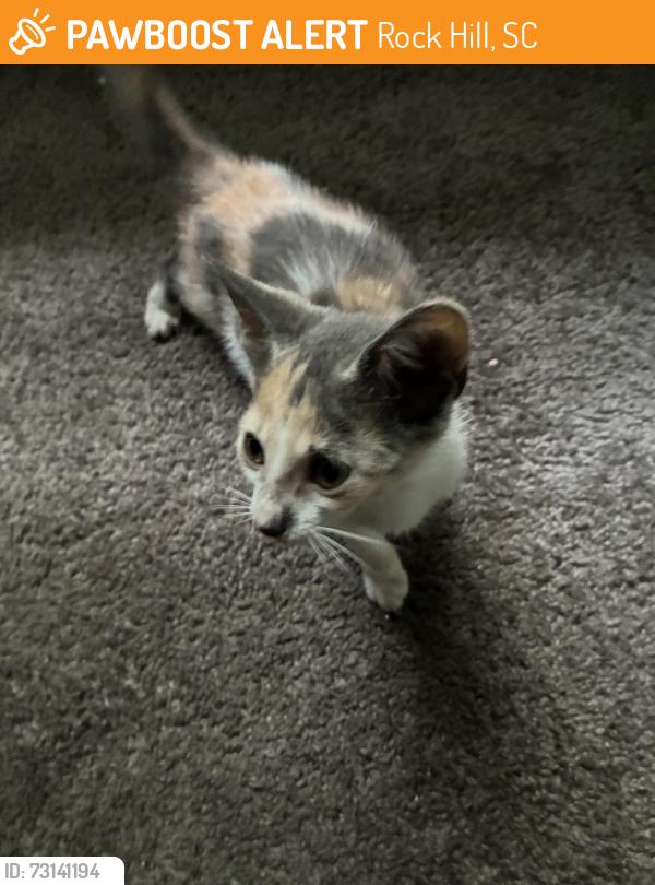 Found/Stray Female Cat last seen Near Lowe’s, Rock Hill, SC 29730