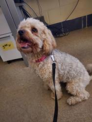 Found/Stray Female Dog last seen Near n milwaukee, Chicago, IL 60630