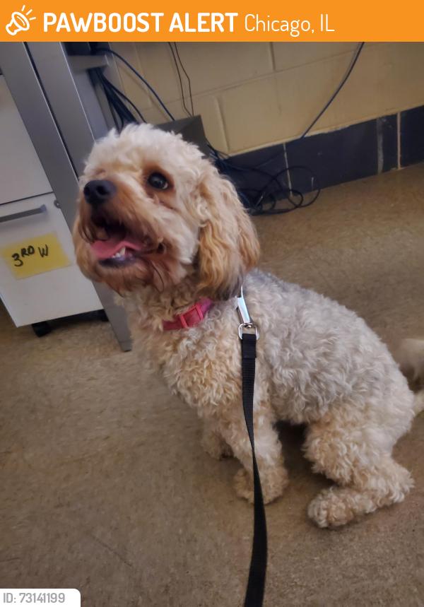 Found/Stray Female Dog last seen Near n milwaukee, Chicago, IL 60630