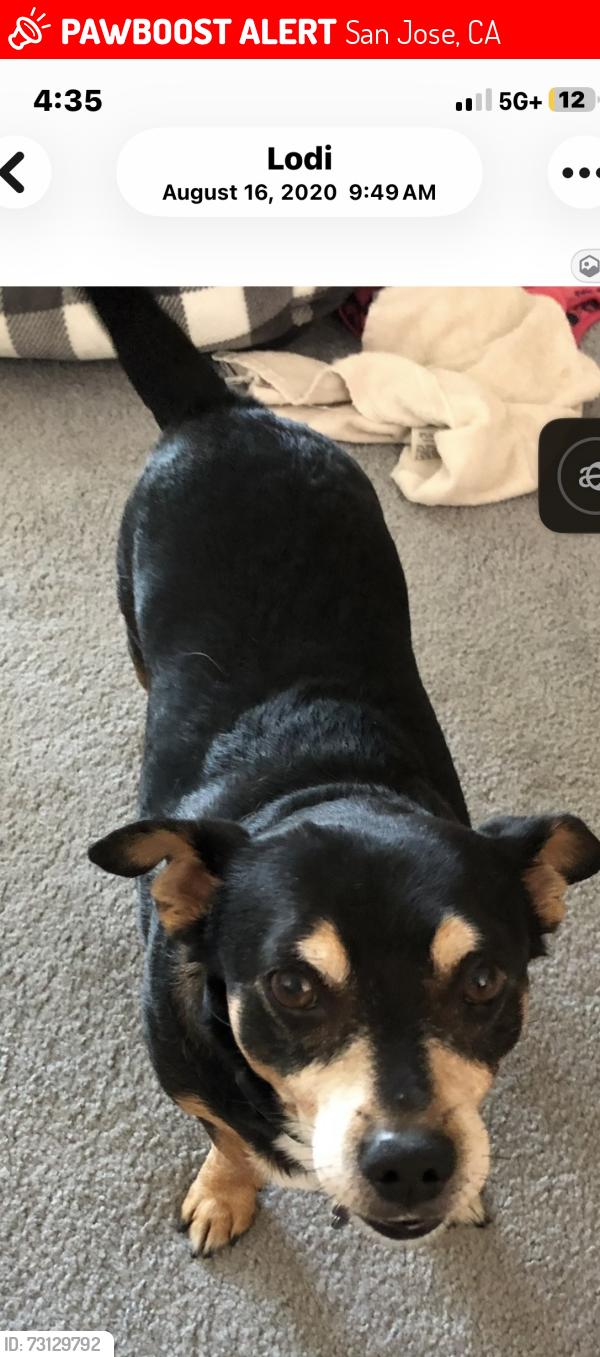 Lost Male Dog last seen Charter Way at California, San Jose, CA 95136