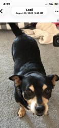 Lost Male Dog last seen Charter Way at California, San Jose, CA 95136