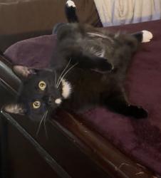 Lost Female Cat last seen Near product market, Ceres, CA 95358