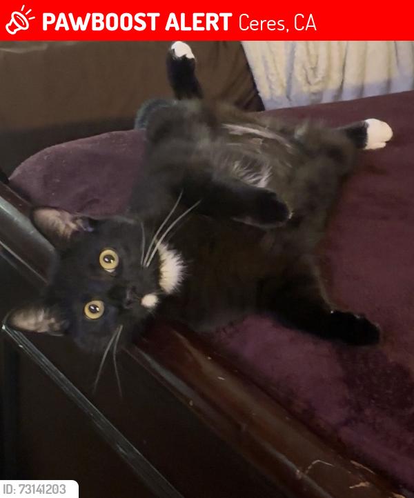 Lost Female Cat last seen Near product market, Ceres, CA 95358