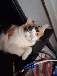 Lost Female Cat last seen Near South birch street, Santa Ana, CA 92701