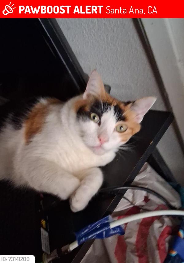 Lost Female Cat last seen Near South birch street, Santa Ana, CA 92701