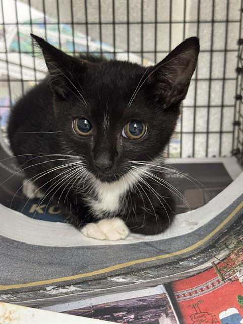 Shelter Stray Female Cat last seen Near BLOCK SW 61 AV, MIRAMAR FL 33023, 2400 SW 42nd St, Fort Lauderdale, FL 33312, USA