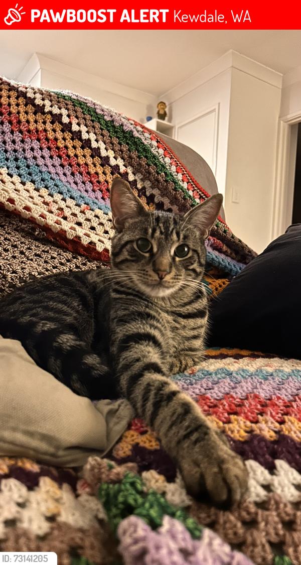 Lost Male Cat last seen Orrong road and Oat street, Kewdale, WA 6105