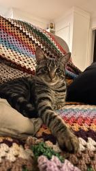 Lost Male Cat last seen Orrong road and Oat street, Kewdale, WA 6105