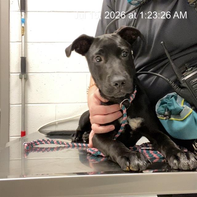 Shelter Stray Female Dog last seen Near, 2600 S Harding St, Indianapolis, IN 46221, USA