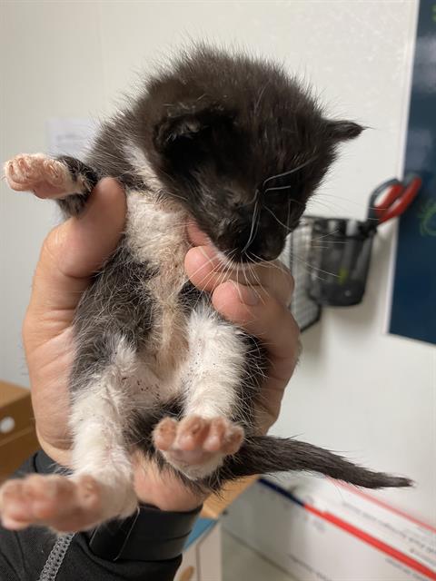 Shelter Stray Female Cat last seen Near BLOCK CAMPUS DR, ARVIN CA 93203, 3951 Fruitvale Ave, Bakersfield, CA 93308, USA