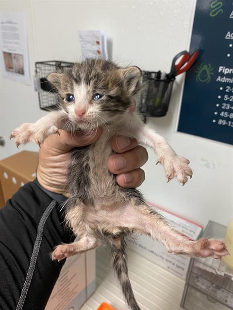 Shelter Stray Male Cat last seen Near BLOCK CAMPUS DR, ARVIN CA 93203, 3951 Fruitvale Ave, Bakersfield, CA 93308, USA