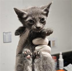 Shelter Stray Female Cat last seen Near BLOCK ENGER ST, BAKERSFIELD CA 93312, 3951 Fruitvale Ave, Bakersfield, CA 93308, USA