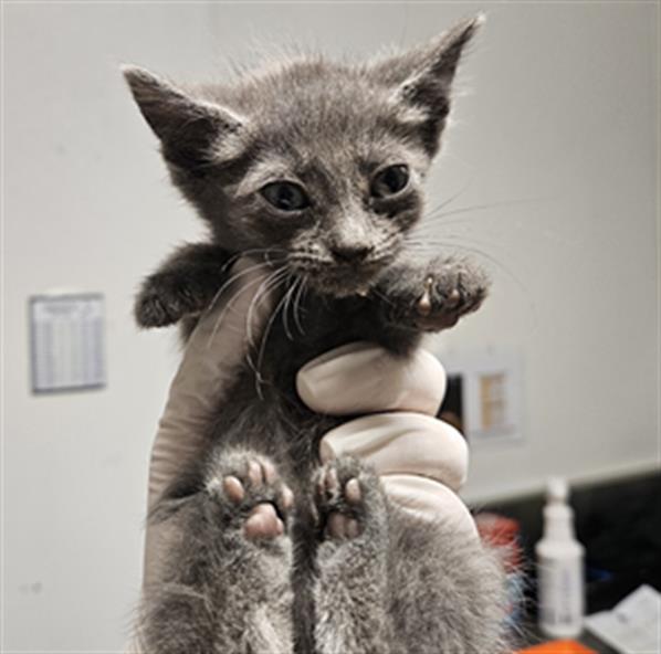Shelter Stray Female Cat last seen Near BLOCK ENGER ST, BAKERSFIELD CA 93312, 3951 Fruitvale Ave, Bakersfield, CA 93308, USA