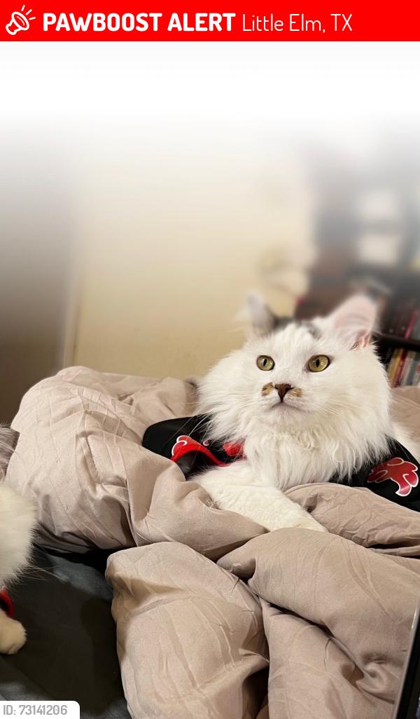 Lost Male Cat last seen Shahan Prairie and Oak Grove Parkway, Little Elm, TX 75068