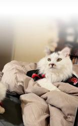 Lost Male Cat last seen Shahan Prairie and Oak Grove Parkway, Little Elm, TX 75068