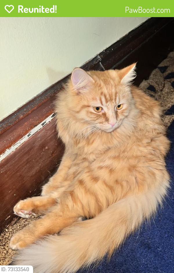 Reunited Male Cat last seen Belmont st, Belmont, MA 02478