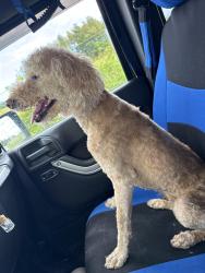 Lost Female Dog last seen Cain hollow road, Pigeon Forge, TN 37863