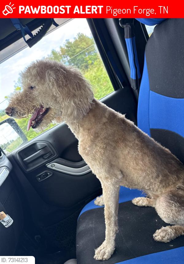 Lost Female Dog last seen Cain hollow road, Pigeon Forge, TN 37863