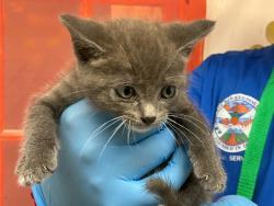 Shelter Stray Female Cat last seen , 333 Chandler Pl, San Bernardino, CA 92408, USA