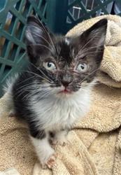 Shelter Stray Female Cat last seen HAWTHORNE & SEQUOIA, 333 Chandler Pl, San Bernardino, CA 92408, USA