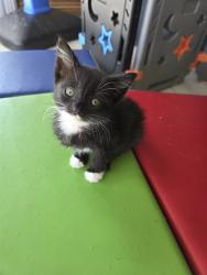 Shelter Stray Female Cat last seen S MERIDIAN AVE X W RIALTO AVE, 333 Chandler Pl, San Bernardino, CA 92408, USA