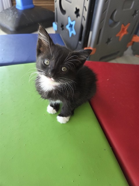 Shelter Stray Female Cat last seen S MERIDIAN AVE X W RIALTO AVE, 333 Chandler Pl, San Bernardino, CA 92408, USA