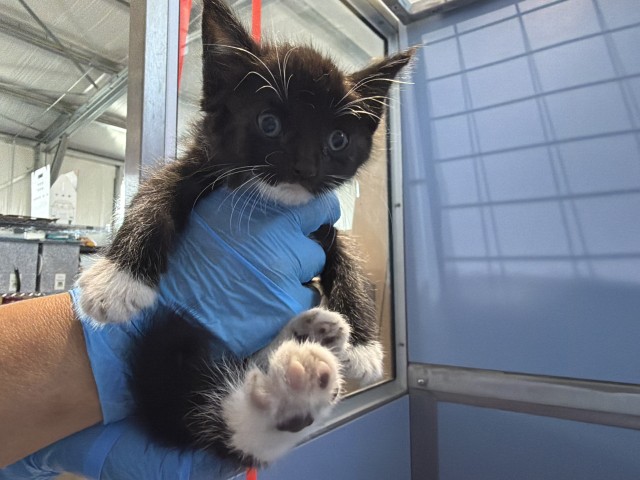 Shelter Stray Female Cat last seen S MERIDIAN AVE X W RIALTO AVE, 333 Chandler Pl, San Bernardino, CA 92408, USA