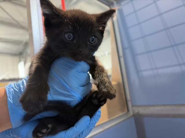 Shelter Stray Male Cat last seen S MERIDIAN AVE X W RIALTO AVE, 333 Chandler Pl, San Bernardino, CA 92408, USA