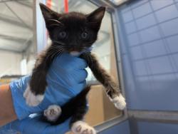 Shelter Stray Female Cat last seen S MERIDIAN AVE X W RIALTO AVE, 333 Chandler Pl, San Bernardino, CA 92408, USA