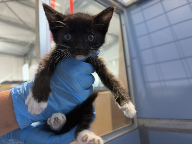 Shelter Stray Female Cat last seen S MERIDIAN AVE X W RIALTO AVE, 333 Chandler Pl, San Bernardino, CA 92408, USA