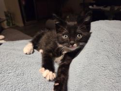 Shelter Stray Male Cat last seen S MERIDIAN AVE X W RIALTO AVE, 333 Chandler Pl, San Bernardino, CA 92408, USA