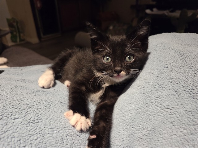 Shelter Stray Male Cat last seen S MERIDIAN AVE X W RIALTO AVE, 333 Chandler Pl, San Bernardino, CA 92408, USA