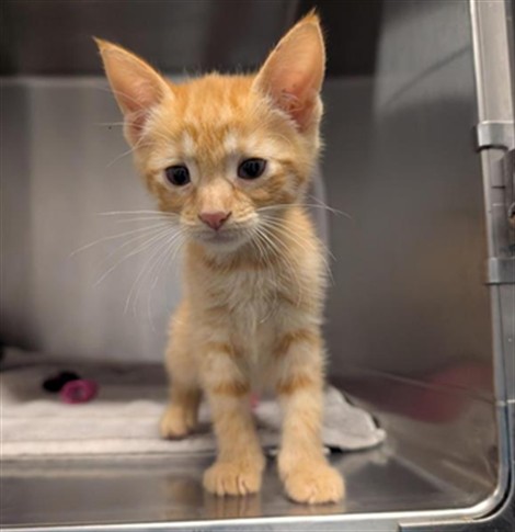 Shelter Stray Female Cat last seen MCBRIDE WAY & CELEBRITY ST, 2127 Front St, Sacramento, CA 95818, USA