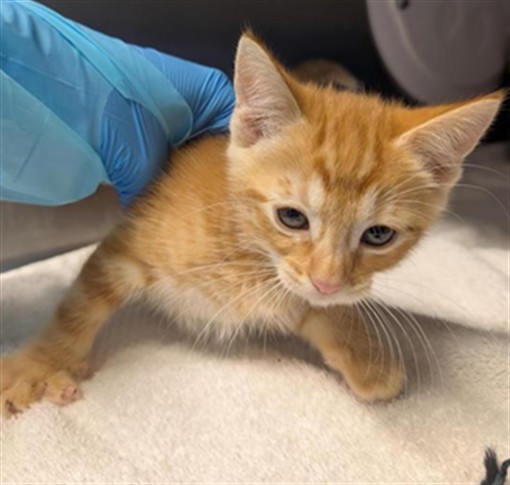 Shelter Stray Female Cat last seen MCBRIDE WAY & CELEBRITY ST, 2127 Front St, Sacramento, CA 95818, USA