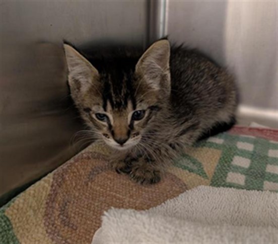 Shelter Stray Male Cat last seen MCBRIDE WAY & CELEBRITY ST, 2127 Front St, Sacramento, CA 95818, USA