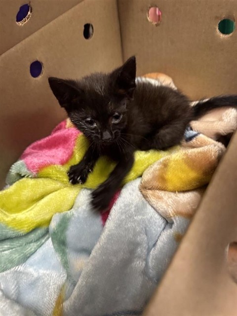 Shelter Stray Male Cat last seen RIO LINDA BLVD & ELEANOR AVE, 2127 Front St, Sacramento, CA 95818, USA