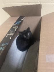 Shelter Stray Female Cat last seen 65TH ST & 11TH AVE, 2127 Front St, Sacramento, CA 95818, USA