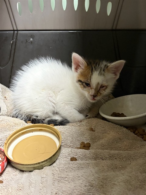 Shelter Stray Male Cat last seen Near BLOCK WASHINGTON ST, 12155 Park Blvd, Brighton, CO 80601, USA