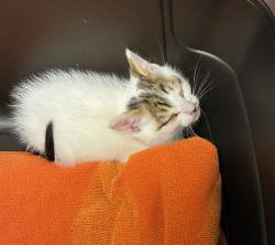 Shelter Stray Male Cat last seen Near BLOCK WASHINGTON ST, 12155 Park Blvd, Brighton, CO 80601, USA