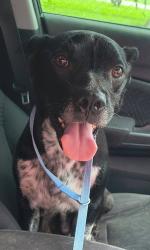 Reunited Female Dog last seen Near S Memorial Dr, Bixby, OK 74008, Bixby, OK 74008