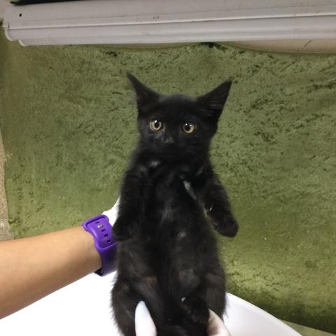 Shelter Stray Female Cat last seen Near BLOCK TIBBETTS ST, RIVERSIDE CA 92506, 6851 Van Buren Boulevard, Jurupa Valley, CA 92509, USA