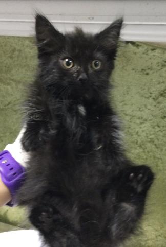Shelter Stray Female Cat last seen Near BLOCK TIBBETTS ST, RIVERSIDE CA 92506, 6851 Van Buren Boulevard, Jurupa Valley, CA 92509, USA