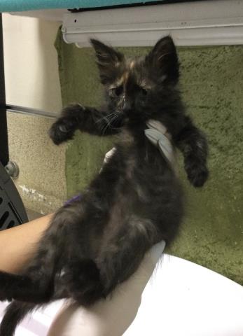 Shelter Stray Female Cat last seen Near BLOCK TIBBETTS ST, RIVERSIDE CA 92506, 6851 Van Buren Boulevard, Jurupa Valley, CA 92509, USA