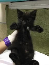 Shelter Stray Male Cat last seen Near BLOCK TIBBETTS ST, RIVERSIDE CA 92506, 6851 Van Buren Boulevard, Jurupa Valley, CA 92509, USA