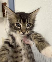 Shelter Stray Male Cat last seen BELMONT/BERRY, 16 Barnes Ct, Hayward, CA 94544, USA