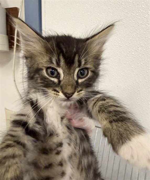 Shelter Stray Male Cat last seen BELMONT/BERRY, 16 Barnes Ct, Hayward, CA 94544, USA