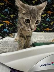 Shelter Stray Male Cat last seen FAIR ISLE DR & LOCKERTON LN, RIVERSIDE, 6851 Van Buren Boulevard, Jurupa Valley, CA 92509, USA