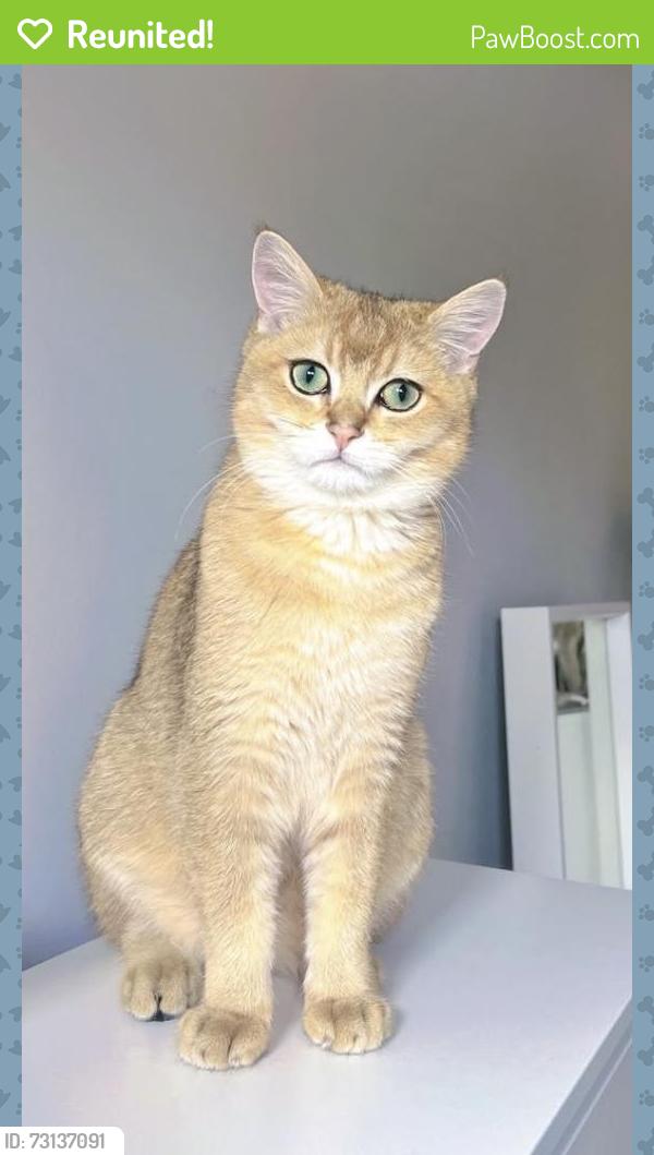 Reunited Male Cat last seen Leverton Gardens, Wantage, Oxfordshire, England 